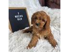 Cavapoo Puppy for sale in Reeds Spring, MO, USA