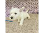 West Highland White Terrier Puppy for sale in Raleigh, NC, USA