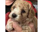 Poodle (Toy) Puppy for sale in Bonham, TX, USA