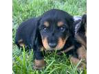 Dachshund Puppy for sale in Delta, CO, USA