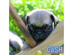 Pug Puppy for sale in Franklin, NC, USA