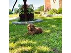 Goldendoodle Puppy for sale in Sulphur, OK, USA