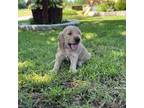 Goldendoodle Puppy for sale in Sulphur, OK, USA