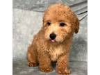 Mutt Puppy for sale in Pennsauken, NJ, USA