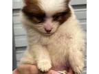 Pomeranian Puppy for sale in Pennsauken, NJ, USA