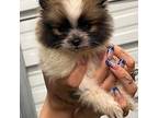Pomeranian Puppy for sale in Pennsauken, NJ, USA
