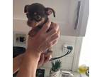 Chihuahua Puppy for sale in Vancouver, WA, USA