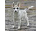 Siberian Husky Puppy for sale in Ashland, VA, USA