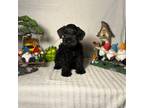 Schnauzer (Miniature) Puppy for sale in Brighton, TN, USA