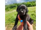 Labrador Retriever Puppy for sale in Lebanon, VA, USA