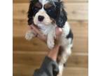 Cavalier King Charles Spaniel Puppy for sale in Centuria, WI, USA