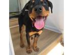 Rottweiler Puppy for sale in Hackensack, NJ, USA
