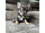 French Bulldog Puppy for sale in Mora, MN, USA