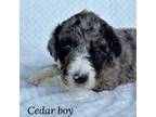 Cedar boy