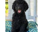 Goldendoodle Puppy for sale in La Plata, MD, USA