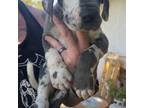 Great Dane Puppy for sale in Goodyear, AZ, USA