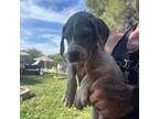 Great Dane Puppy for sale in Goodyear, AZ, USA