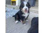 Bernese Mountain Dog Puppy for sale in Mexico, MO, USA