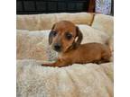 Dachshund Puppy for sale in Mc Leansboro, IL, USA
