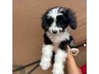 Mutt Puppy for sale in Bridgeport, TX, USA