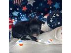 Yorkshire Terrier Puppy for sale in Shreveport, LA, USA