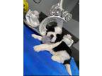 Shih Tzu Puppy for sale in Waterbury, CT, USA