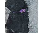 Mutt Puppy for sale in Joplin, MO, USA
