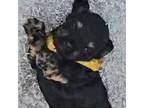 Mutt Puppy for sale in Joplin, MO, USA