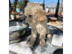 Labrador Retriever Puppy for sale in Mojave, CA, USA