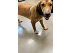 Adopt WAFFLES a Bloodhound
