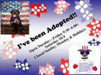 Adopt A534646 a Pit Bull Terrier