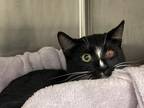 Adopt JOURNEY a Domestic Short Hair