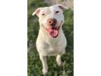 Adopt MARSHMALLOW a Pit Bull Terrier