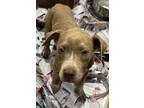 Adopt 18962 a Pit Bull Terrier