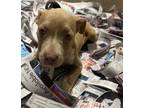 Adopt 18963 a Pit Bull Terrier