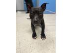 Adopt Bree a Terrier, Mixed Breed