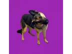 Adopt TUSC-Stray-tu2421 a German Shepherd Dog