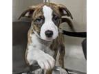 Adopt Buella a Pit Bull Terrier