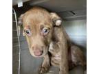 Adopt Marsha a Pit Bull Terrier