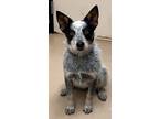 Adopt Collette a Cattle Dog, Mixed Breed