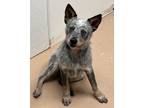 Adopt Toni a Cattle Dog, Mixed Breed