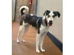 Adopt Amelia a Cattle Dog, Mixed Breed