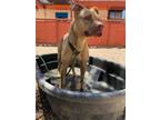 Adopt MICHELLE a Pit Bull Terrier, Mixed Breed