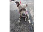 Adopt HADLEY a Pit Bull Terrier, Mixed Breed