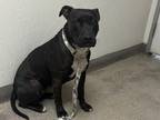 Adopt MAISIE a Pit Bull Terrier, Mixed Breed