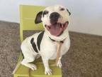 Adopt KAYLA a Pit Bull Terrier, Mixed Breed