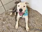 Adopt SWEETY a Pit Bull Terrier