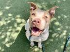 Adopt PETUNIA a Pit Bull Terrier, Mixed Breed