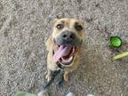 Adopt GRAPE FRUIT a Pit Bull Terrier, Mixed Breed