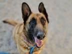 Adopt SHANNON* a German Shepherd Dog, Mixed Breed